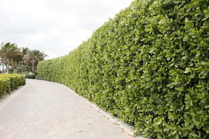 day, diffuse, diffused light, eye level view, Florida, hedge, Miami, path, pavement, summer, The United States