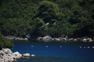 animal, bird, coastline, Croatia, day, eye level view, seascape, summer, tree, vegetation, woodland