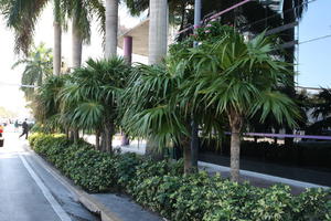 bush, day, evergreen, eye level view, Florida, Miami, palm, shrub, street, summer, sunny, The United States