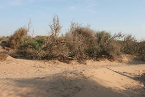 autumn, bush, day, desert, direct sunlight, Essaouira, eye level view, Morocco, natural light, sunlight, sunny, sunshine, vegetation