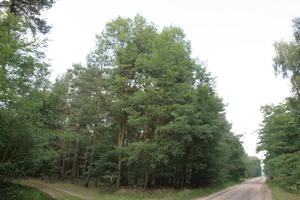 autumn, coniferous, day, diffuse, diffused light, eye level view, forest, natural light, Poland, tree, Wielkopolskie