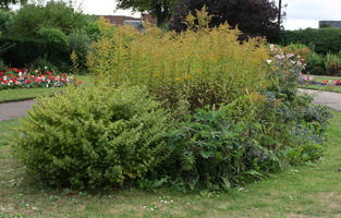 bush, day, diffuse, diffused light, England, eye level view, garden, overcast, Peterborough, shrub, shrubbery, summer, The United Kingdom