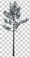 coniferous, cutout, cutout trees, day, diffuse, diffused light, evergreen, eye level view, spring