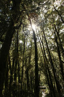 day, eye level view, forest, summer, sunlight, sunny, sunshine