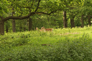 day, deer, diffuse, diffused light, England, eye level view, greenery, London, natural light, park, spring, The United Kingdom, woodland