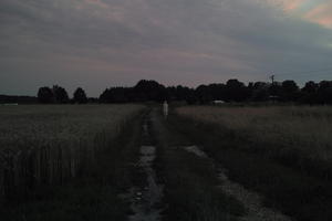 crop, dark, dusk, evening, eye level view, field, path, Poland, summer, Wielkopolskie