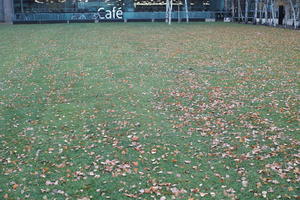 day, England, eye level view, grass, leaves, London, natural light, The United Kingdom, winter