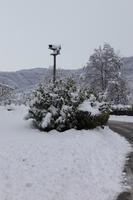 ambient light, bush, day, diffuse, diffused light, eye level view, Italia , morning, natural light, overcast, plant, snow, tree, Veneto, winter