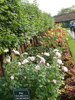 afternoon, day, England, eye level view, flower, garden, natural light, park, plant, summer, sunny, The United Kingdom