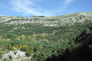 autumn, bright, day, eye level view, forest, France, mountain, Provence Alpes Cote D