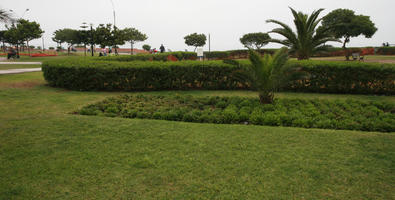 ambient light, autumn, bush, cloudy, day, diffuse, diffused light, eye level view, grass, greenery, hedge, Lima, Lima, natural light, nature, overcast, palm, park, Peru, tree