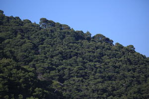 Croatia, day, eye level view, mountain, summer, tree, vegetation, woodland