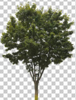 broad-leaf tree, broad-leaved tree, cutout, cutout trees, day, diffuse, diffused light, eye level view, summer