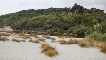 beach, day, diffuse, diffused light, eye level view, grass, natural light, New Zealand, overcast, plant, summer, West Coast, woodland