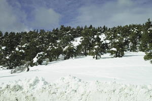 coniferous, day, evergreen, eye level view, France, Greolieres, Provence Alpes Cote D