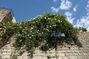 below, bush, day, direct sunlight, flowered bush, hanging, Porto, Porto, Portugal, spring, sunny