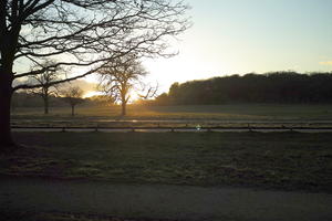 dusk, England, eye level view, grass, London, sunny, The United Kingdom, tree