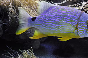 aquarium, artificial lighting, close-up, fish, Monaco, Monte Carlo, Monte-Carlo, museum