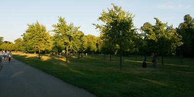 afternoon, broad-leaf tree, broad-leaved tree, day, England, eye level view, grass, London, park, summer, sunny, The United Kingdom