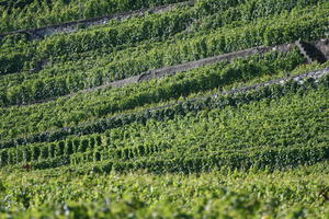 day, elevated, field, Lausanne, natural light, summer, sunny, Switzerland, Vaud, vegetation, vineyard