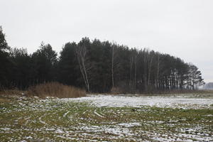 day, diffuse, diffused light, eye level view, field, Kopanica, Poland, snow, treeline, Wielkopolskie, winter