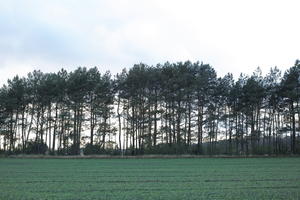 ambient light, countryside, day, eye level view, field, overcast, Poland, treeline, Wielkopolskie, winter, Wolsztyn