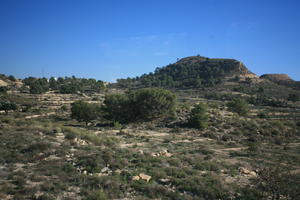 Calpe, day, eye level view, greenery, shrubland, Spain, sunny, tree, Valenciana