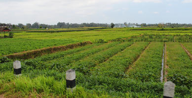 Bali, crop, day, eye level view, field, Indonesia, plant, summer, sunny