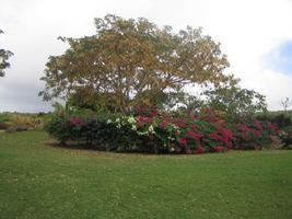 Barbados, bush, day, eye level view, flower, garden, grass, tree, vegetation