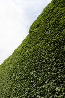 below, day, diffuse, diffused light, England, green wall, London, natural light, summer, The United Kingdom, vegetation