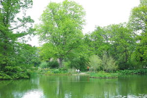 day, England, eye level view, garden, natural light, park, plant, pond, The United Kingdom, tree, Woking