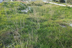 bush, Croatia, day, eye level view, grass, grassland, natural light, shrub, shrubbery, shrubland, Splitsko-Dalmatinska, spring