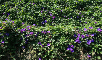 day, eye level view, flowered bush, greenery, sunny, texture