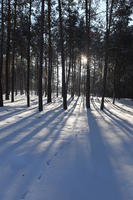 afternoon, backlight, bright, coniferous, day, eye level view, Poland, shady, snow, sunny, tree, Wielkopolskie, winter, woodland