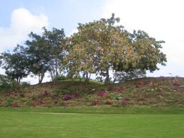 Barbados, day, eye level view, flower, garden, grass, tree, tropical, vegetation