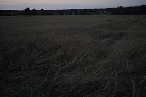 crop, dark, dusk, evening, eye level view, field, Poland, summer, Wielkopolskie