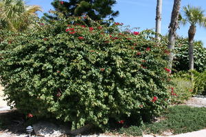 bush, day, eye level view, Florida, flower, garden, Sarasota, sunny, sunshine, The United States, winter