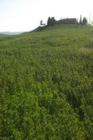 afternoon, crop, day, elevated, field, grass, Italia , Siena, spring, sunny, Toscana, valley