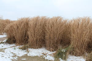 day, eye level view, France, natural light, overcast, reed, snow, winter