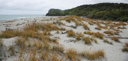 day, diffuse, diffused light, eye level view, grass, natural light, New Zealand, overcast, plant, sand dune, summer, West Coast