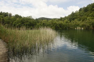 Croatia, day, diffuse, diffused light, eye level view, Karlovacka, lake, natural light, reed, summer, woodland