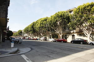 broad-leaf tree, broad-leaved tree, California, car, day, eye level view, San Francisco, street, summer, sunny, The United States, urban