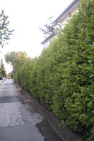 cloudy, Croatia, day, diffused light, eye level view, hedge, natural light, Splitsko-Dalmatinska, spring, Sukosan