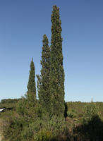 bright, cypress, day, Denia, eye level view, Spain, spring, sunny, Valenciana