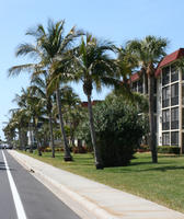 bush, day, eye level view, Florida, palm, pavement, road, Sarasota, sunny, sunshine, The United States, winter