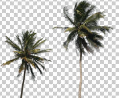 coconut palm, Cocos nucifera, cutout, cutout trees, day, eye level view, palm, summer, sunny