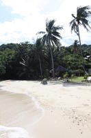 beach, day, eye level view, Ko Phi Phi Don, Krabi, natural light, palm, sunbed, sunny, Thailand, tree, vegetation