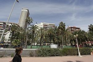 Alicante, below, day, lamppost, natural light, palm, Spain, sunny, Valenciana, vegetation