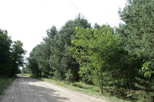 autumn, coniferous, day, eye level view, forest, Kopanica, Poland, road, sunny, treeline, Wielkopolskie