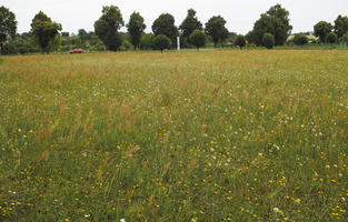 day, diffuse, diffused light, eye level view, flower field, grass, grassland, natural light, Poland, summer, Wielkopolskie